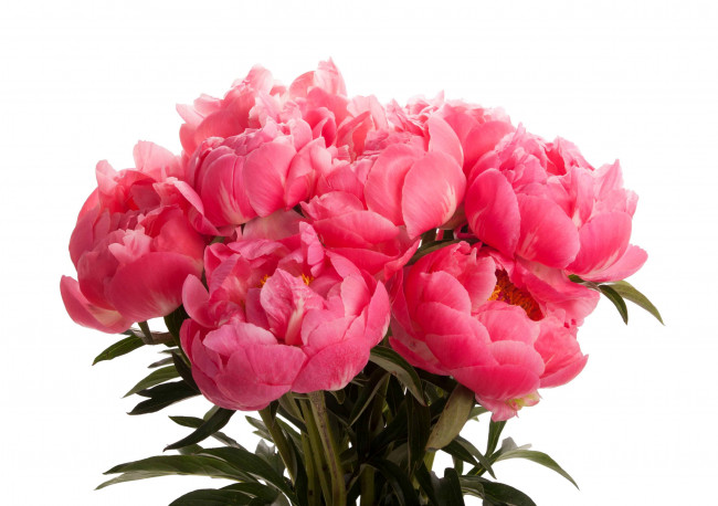 Обои картинки фото пионы, цветы, букет