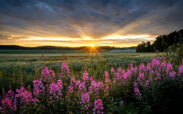 Картинка природа луга простор