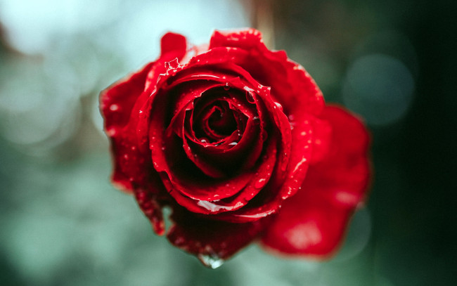 Обои картинки фото цветы, розы, бутон