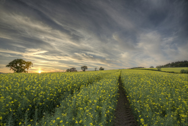 Обои картинки фото природа, поля, простор