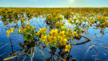 обоя цветы, калужницы,  лютики, пруд, калужница, вода
