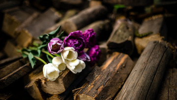 Картинка цветы тюльпаны бутоны