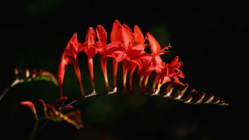 Картинка крокосмия цветы