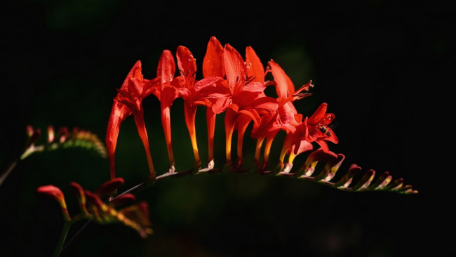 Обои картинки фото крокосмия, цветы