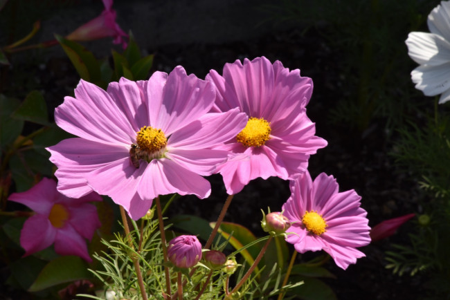 Обои картинки фото цветы, космея, розовая, макро