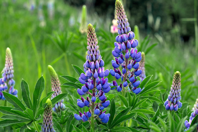 Обои картинки фото цветы, люпин, синий