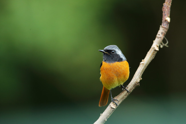 Обои картинки фото животные, птицы, горихвостка