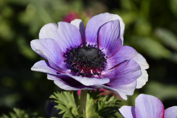 обоя цветы, анемоны,  сон-трава, макро, анемон