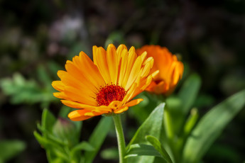 обоя цветы, календула, оранжевый