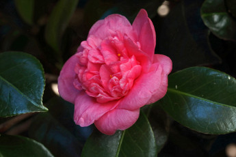 обоя цветы, камелии, розовая, камелия, макро