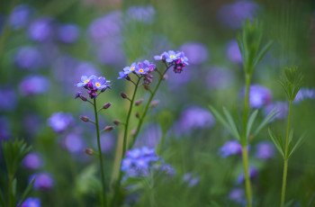 обоя цветы, незабудки