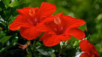 обоя цветы, гибискусы, алые, макро