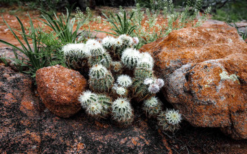 обоя цветы, кактусы, камни, колючки