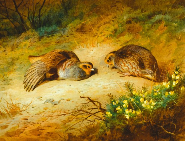 Обои картинки фото рисованное, archibald thorburn, перепелки, трава, кусты