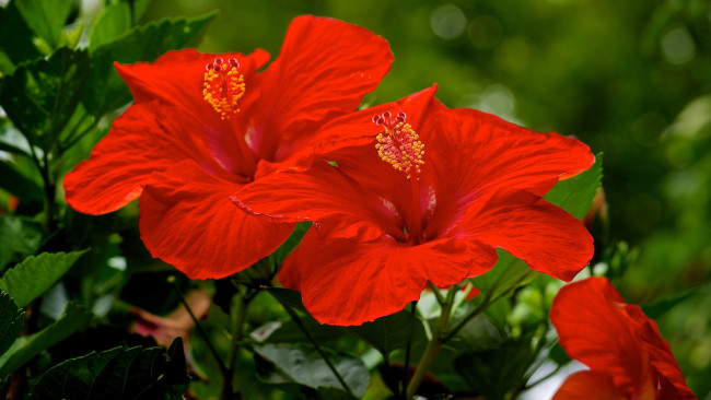 Обои картинки фото цветы, гибискусы, алые, макро