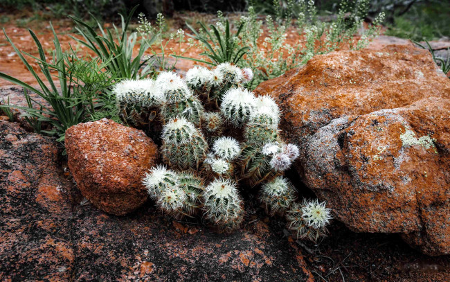 Обои картинки фото цветы, кактусы, камни, колючки