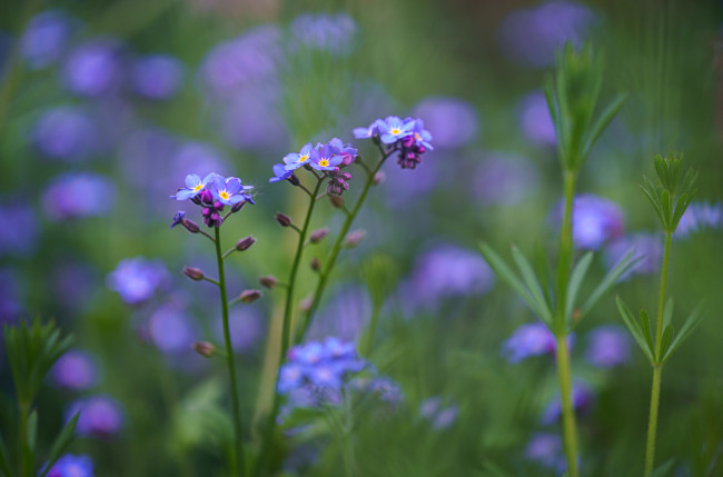 Обои картинки фото цветы, незабудки