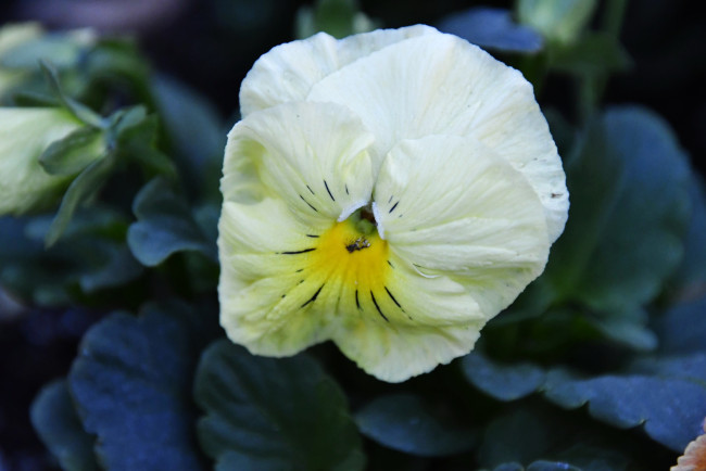 Обои картинки фото цветы, анютины глазки , садовые фиалки, макро