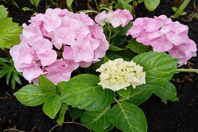 Обои картинки фото цветы, гортензия, розовая, соцветие