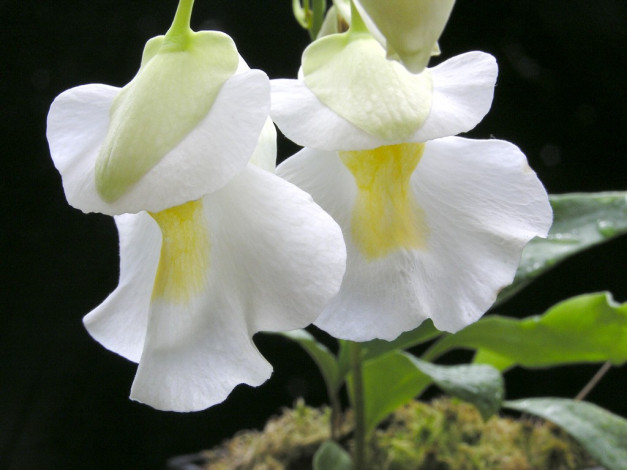 Обои картинки фото цветы, душистый, горошек