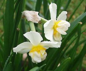 Картинка цветы нарциссы