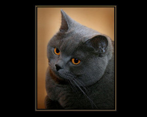 Картинка животные коты