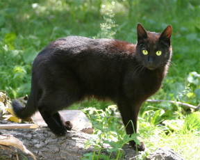 Картинка животные коты