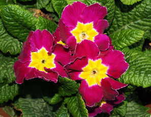 Картинка цветы примулы