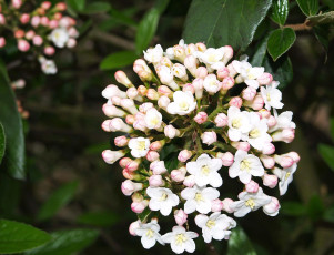 Картинка цветы цветущие деревья кустарники