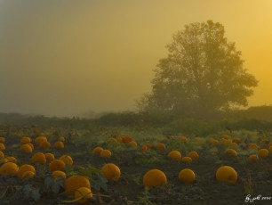 Картинка природа