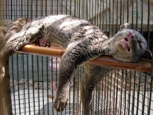 Картинка aleksandr averin никого не вижу слышу животные другое