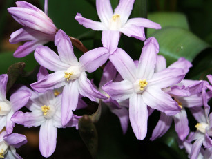 Картинка цветы