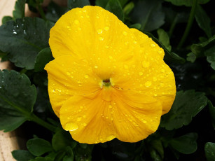 Картинка цветы анютины глазки садовые фиалки