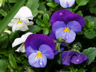 Картинка цветы анютины глазки садовые фиалки