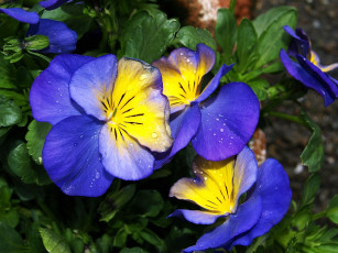 Картинка цветы анютины глазки садовые фиалки