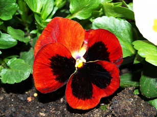 Картинка цветы анютины глазки садовые фиалки