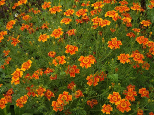 Картинка цветы бархатцы