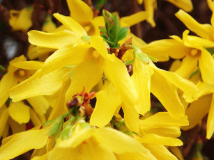 Картинка цветы цветущие деревья кустарники