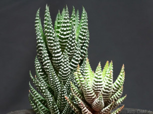 Картинка цветы кактусы