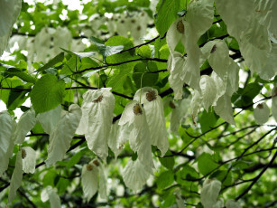 Картинка цветы кизил