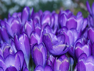 Картинка цветы крокусы