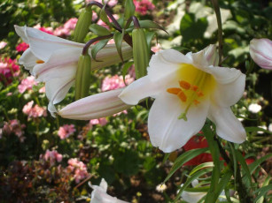 Картинка цветы лилии лилейники