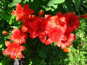 Картинка цветы лилии лилейники