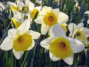 Картинка цветы нарциссы