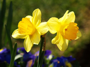 Картинка цветы нарциссы