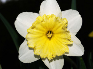 Картинка цветы нарциссы