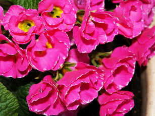 Картинка цветы примулы