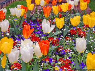 Картинка цветы разные вместе