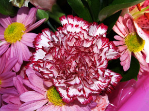 Картинка цветы разные вместе