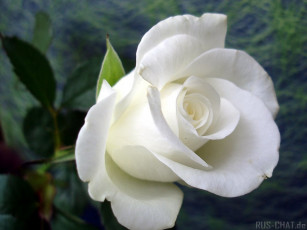 Картинка цветы розы